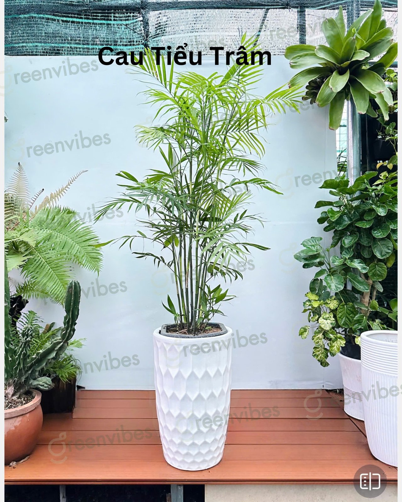 CHẬU CAU HAWAII