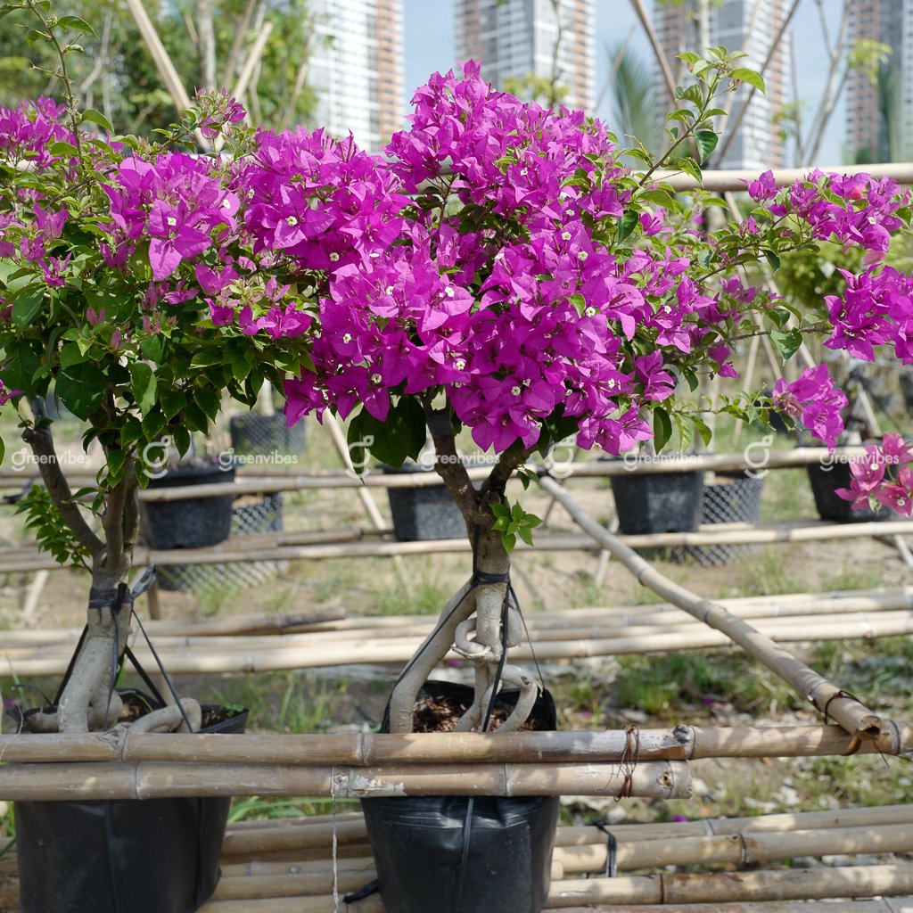 Cây Bông Giấy Cẩm Thạch Nhiều Màu_H=50-60cm