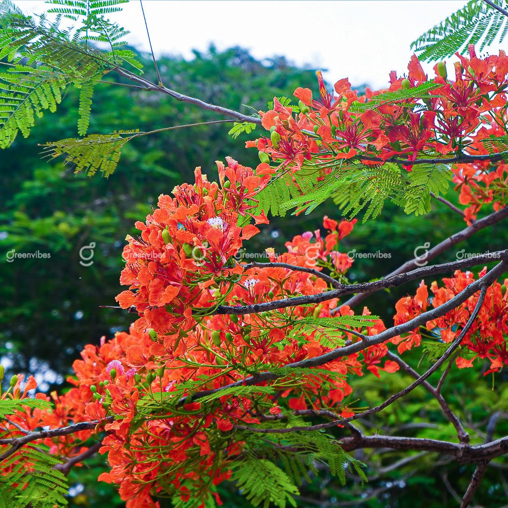 Cây Phượng Vỹ (đỏ) _ H=3-3.5m; D=12cm