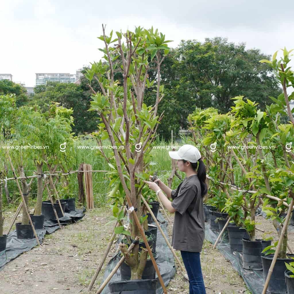 Cây Mận An Phước 2-2.2m