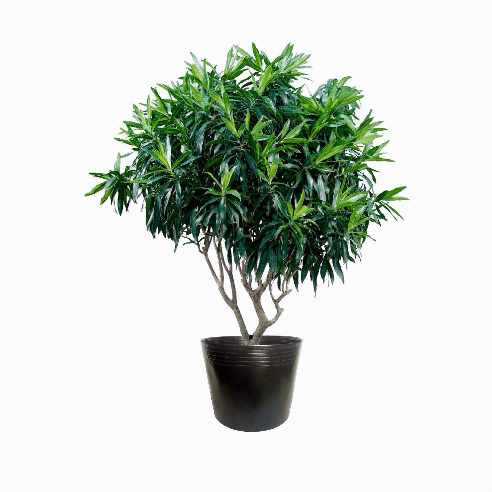Trúc Bách Hợp 130-150cm