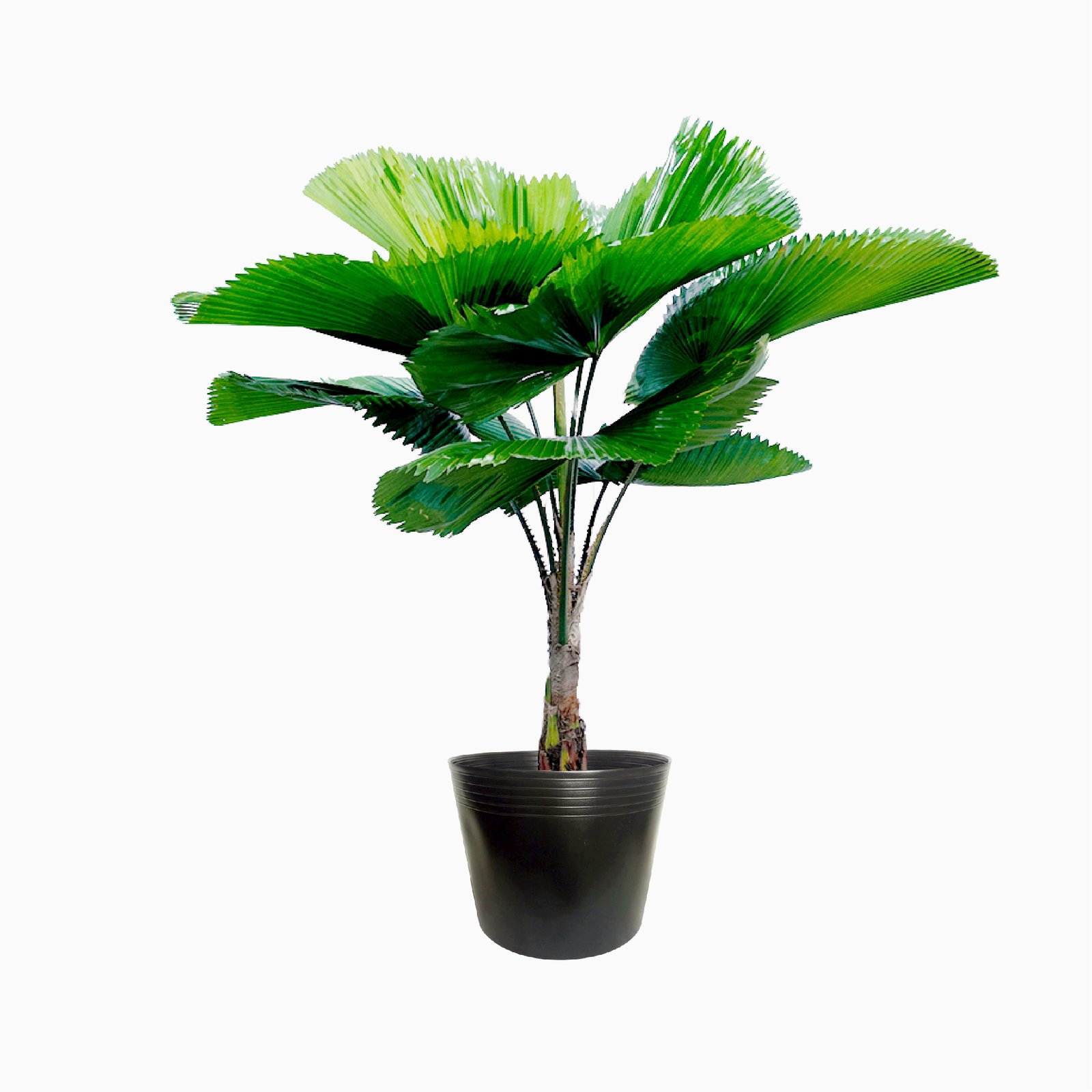 Kè Nhật 80-100cm