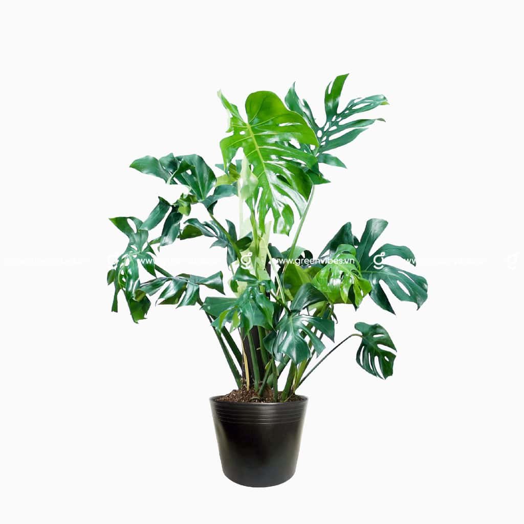 Cây Monstera Trầu bà lá xẻ 80-100cm