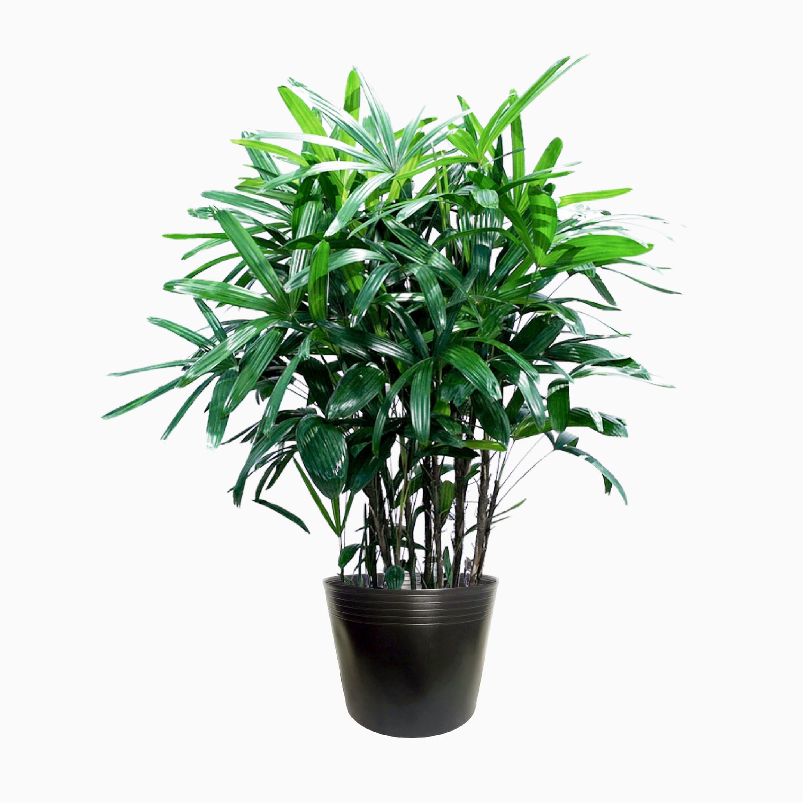 Cây Trúc Mây 130-150cm