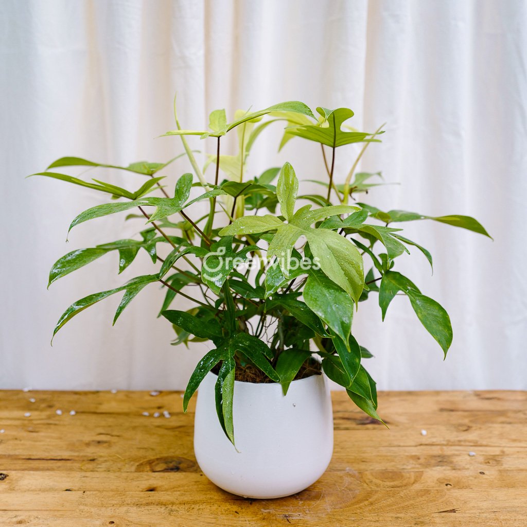 Chậu Cây Để Bàn Én Vàng Chậu Lê Size Lớn – 359K Siêu Đẹp Tại Greenvibes