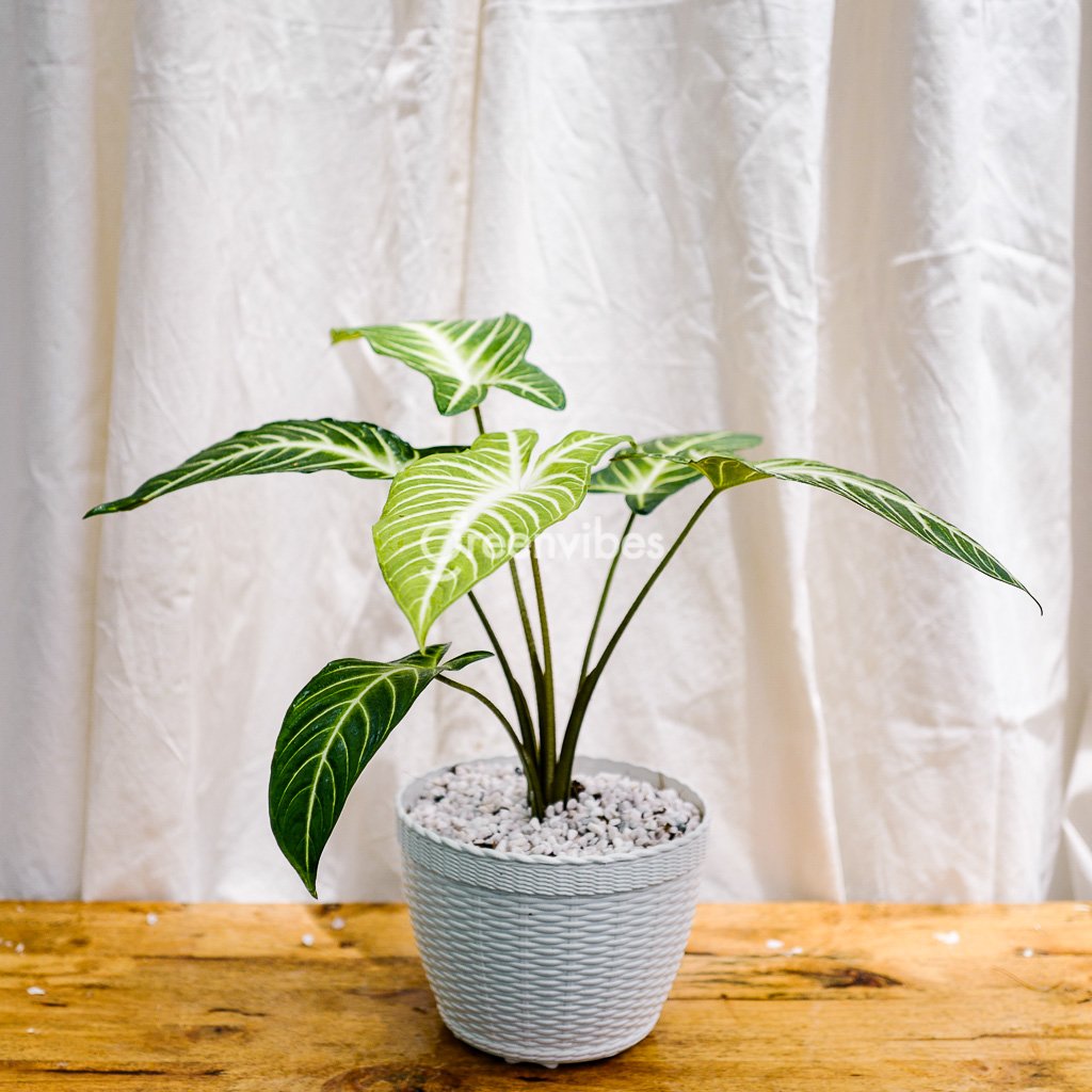 Chậu Cây Để Bàn Môn Thái – Chậu Nhựa – 259K Siêu Đẹp Tại Greenvibes