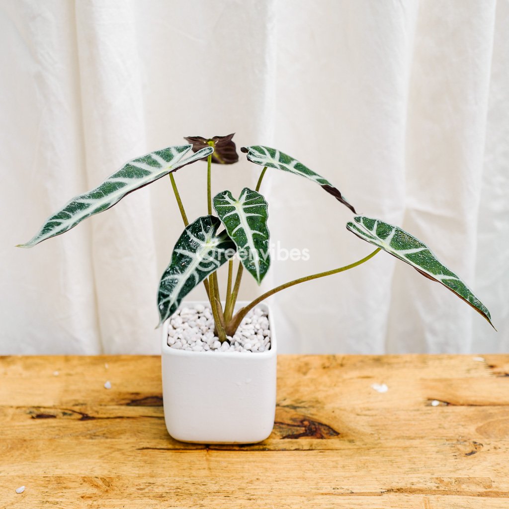 Chậu Cây Để Bàn Môn Quan Âm – Chậu Vuông – 259K Siêu Đẹp Tại Greenvibes
