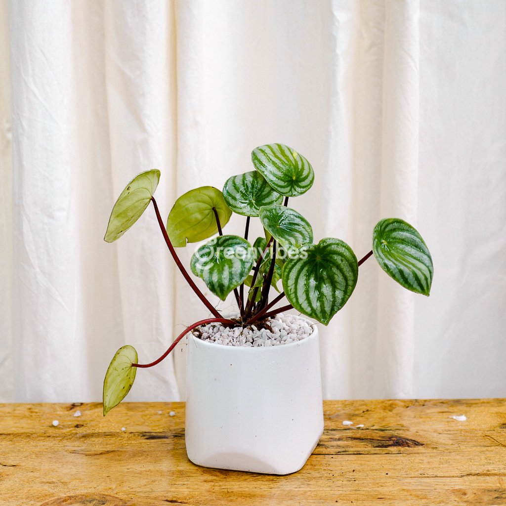 Chậu Cây Để Bàn Lá Dưa Hấu – Chậu Vát Chân – 259K Siêu Đẹp Tại Greenvibes