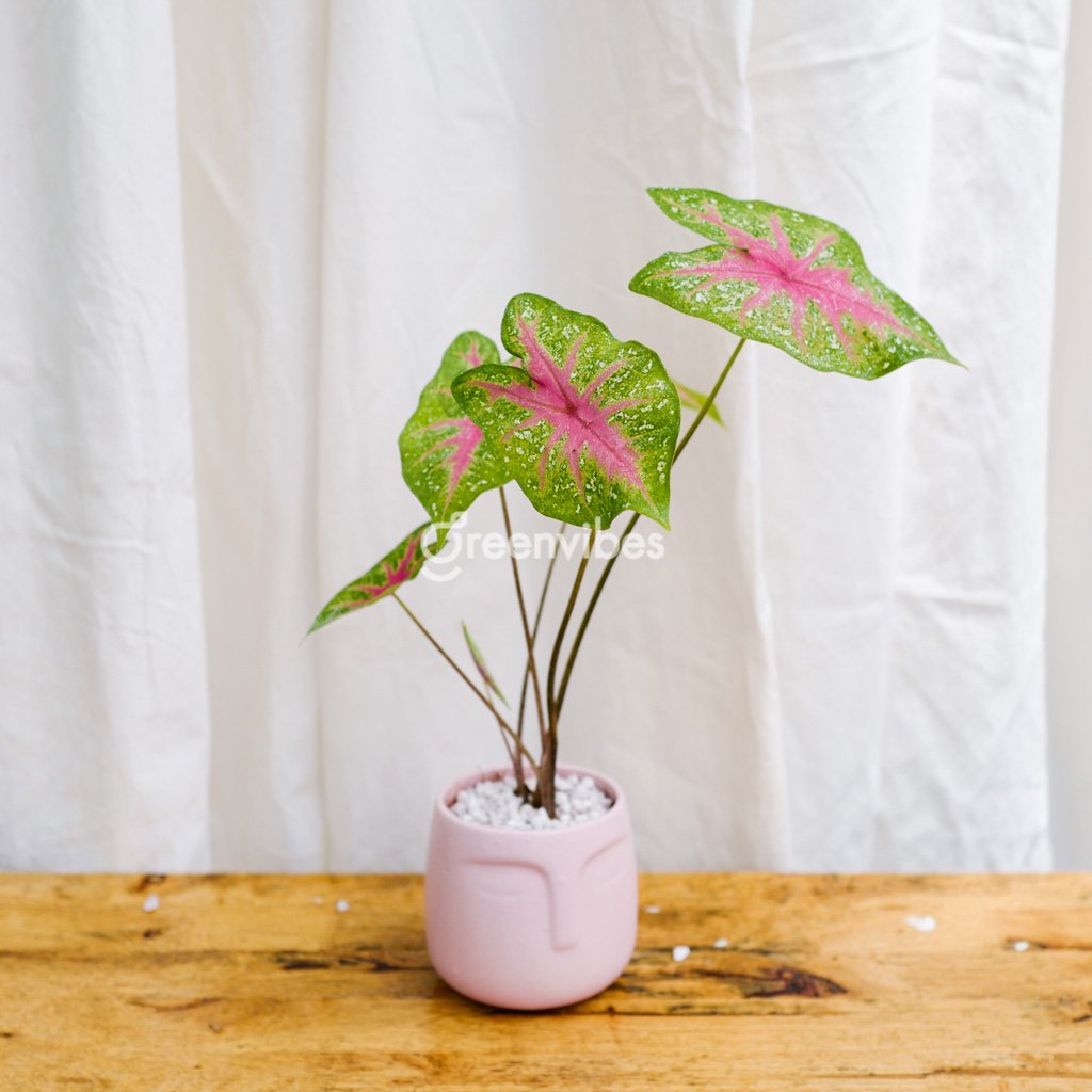 Chậu Cây Để Bàn Caladium Mix Chậu Mặt Người – 189K Siêu Đẹp Tại Greenvibes