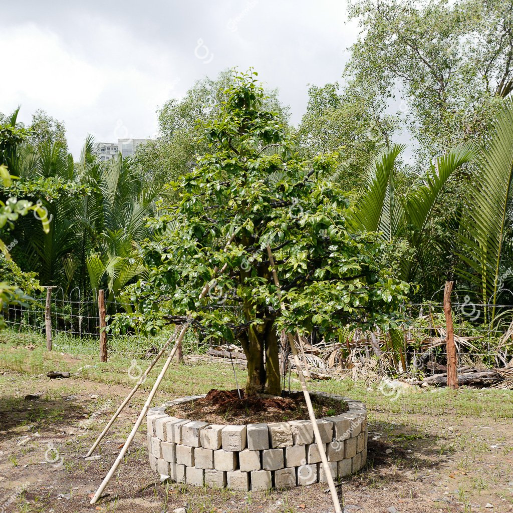 Cây Mai Vàng – MV37 – Kích thước: Hoành 90cm Cao 3m Tán 2.5m – Tam đa tàn thông