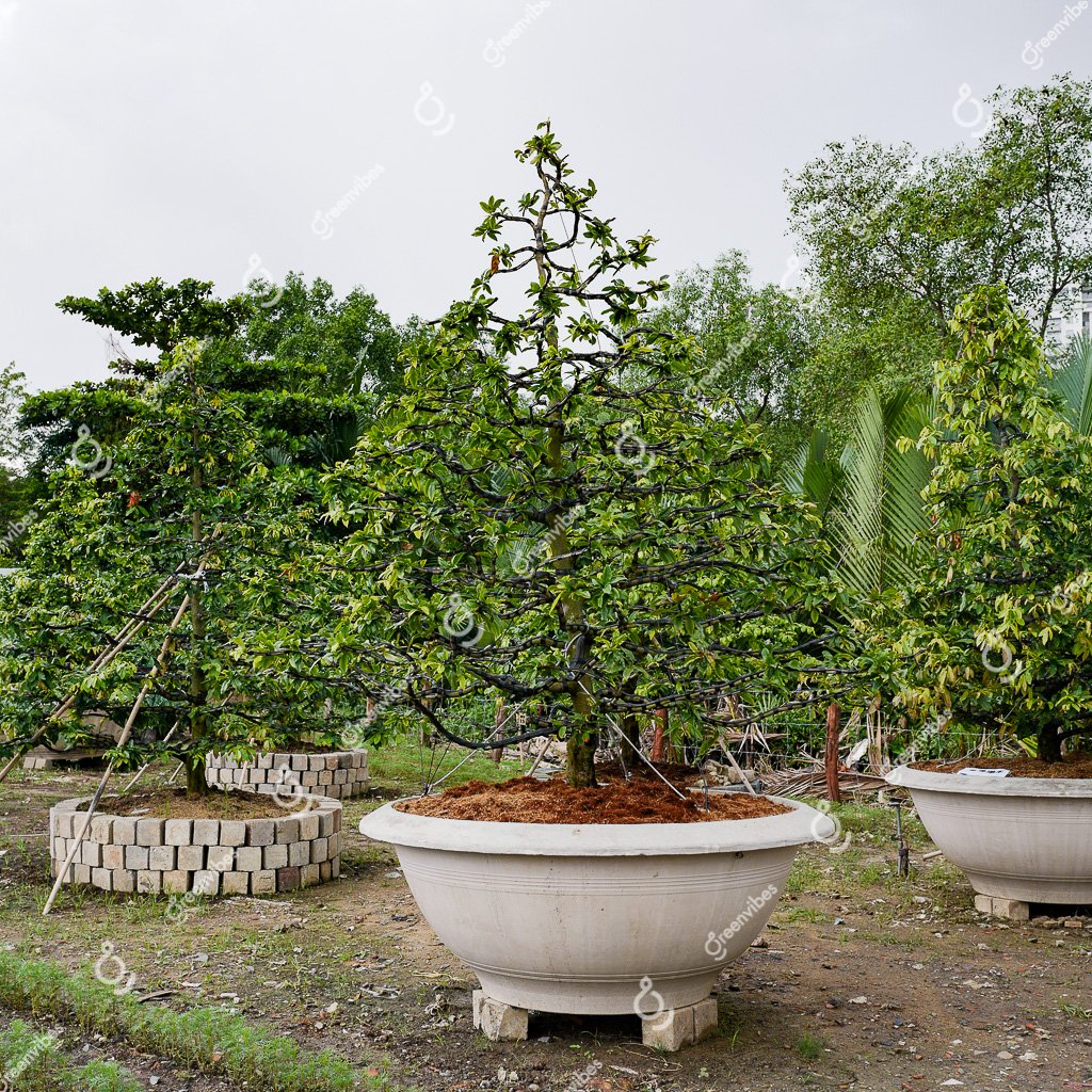 Cây Mai Vàng – MV15 –  Hoành 58cm, Cao 2.8m, Tán 2.2m – Một cốt tàn thông