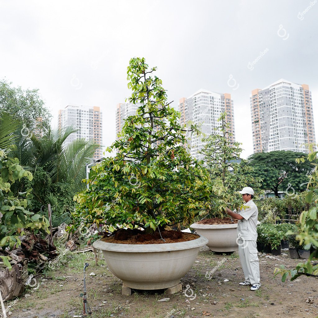Cây Mai Vàng – MV19 – Hoành: 52cm; Cao:3m; Tán: 2,5m-Một cốt tàn thông