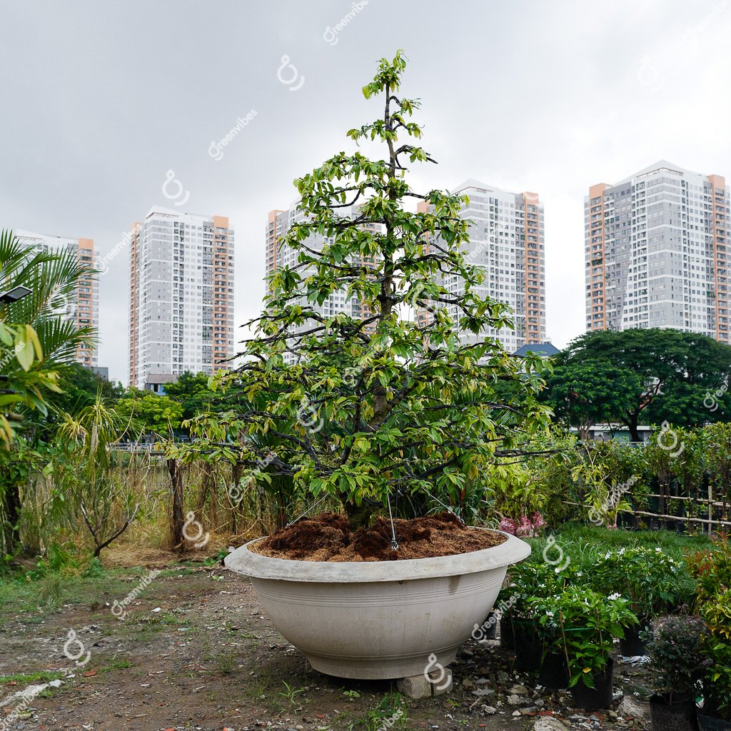 Cây Mai Vàng – MV22 – Hoành 70cm Cao 3.2mTán 2.5m-Một cốt tàn thông