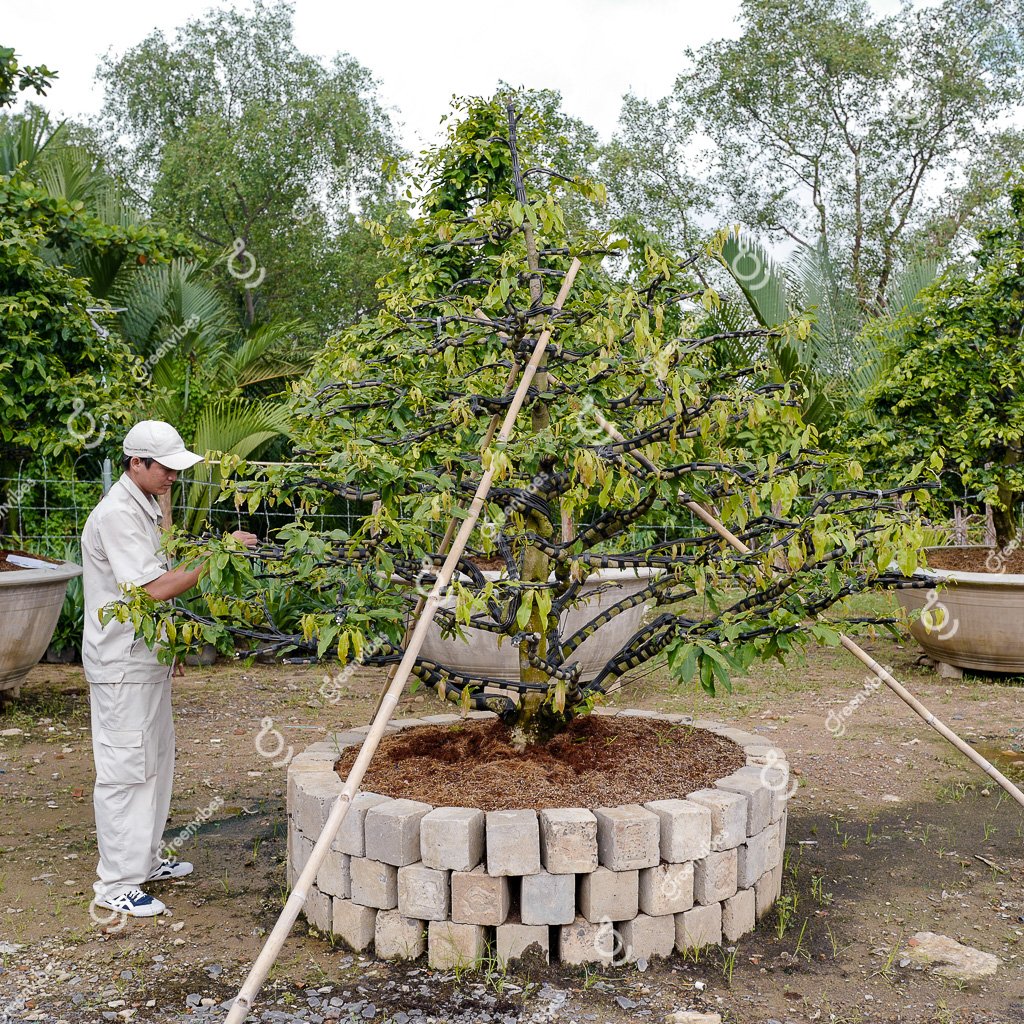 Cây Mai Vàng – MV24 – Hoành: 61cm; Cao:2,5m; Tán: 2,5m- Một cốt tàn thông