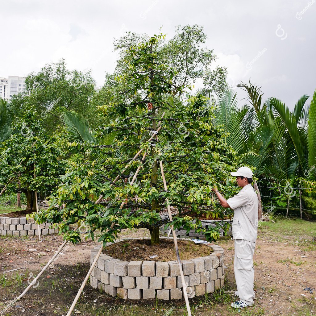 Cây Mai Vàng – MV23 – Hoành: 50cm; Cao:3m; Tán: 2,5m-Một cốt tàn thông