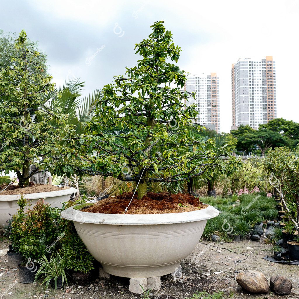 Cây Mai Vàng – MV25 – Hoành: 47cm; Cao:2,5m; Tán: 2,2m- Một cốt tàn thông