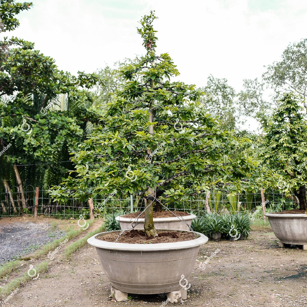 Cây Mai Vàng – MV62 – Hoành: 53cm; Cao:3m; Tán: 2,5m- Một cốt tàn thông