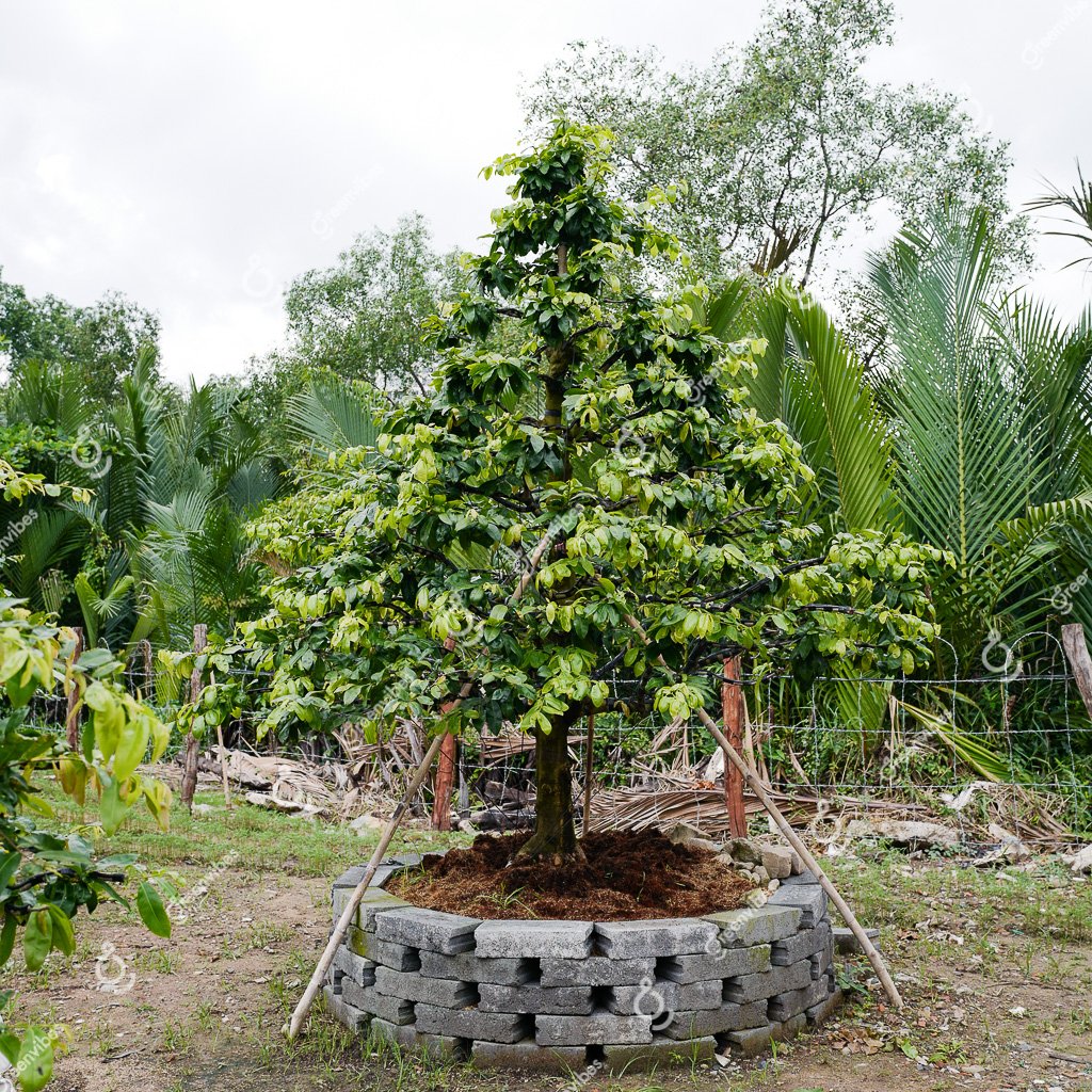 Cây Mai Vàng – MV40 – Hoành: 70cm; Cao:3m; Tán: 2,5m- Một cốt tàn thông