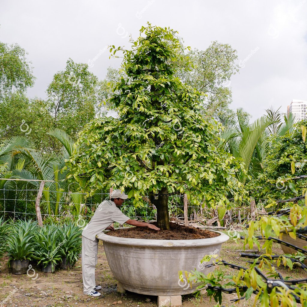 Cây Mai Vàng – MV38 – Hoành: 63cm; Cao:3m; Tán: 2,5m- Một cốt tàn thông
