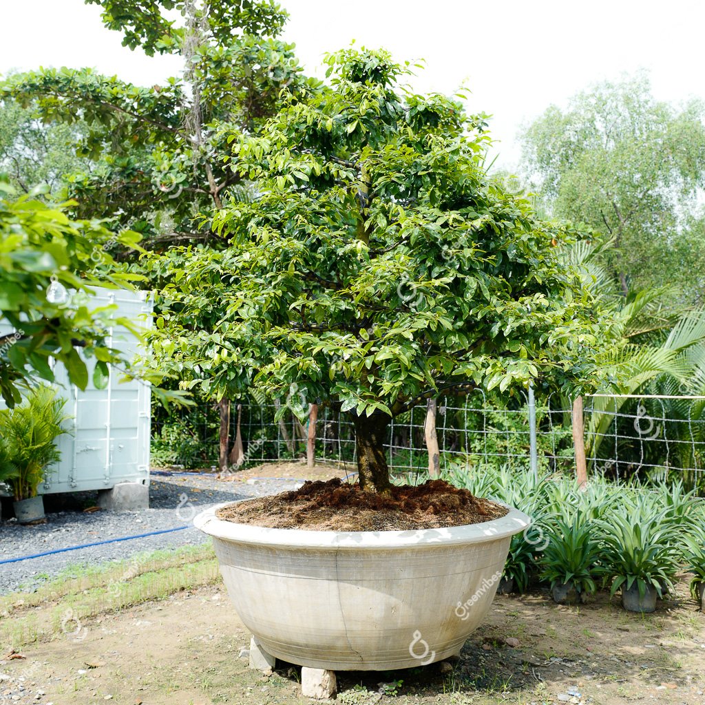 Cây Mai Vàng – MV41 – Hoành: 65cm; Cao:3m; Tán: 2,5m- Một cốt tàn thông