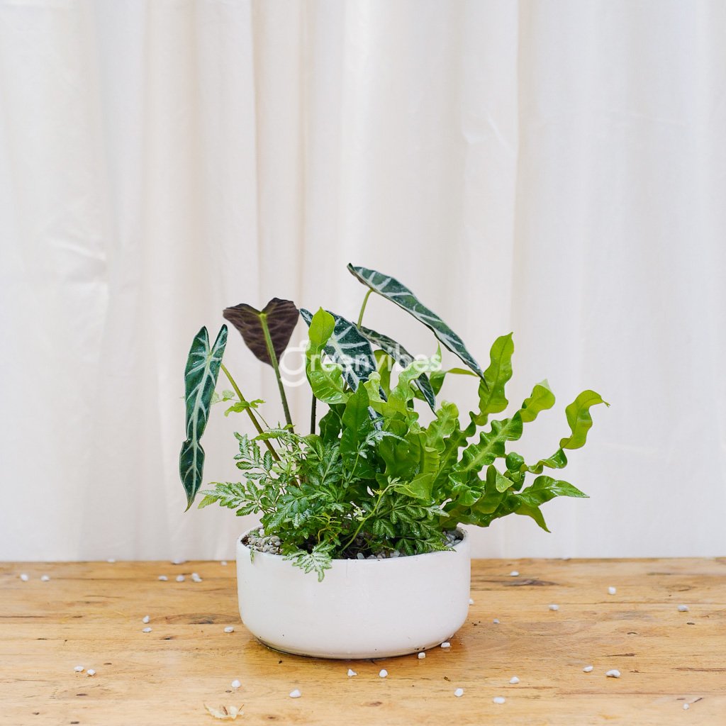 Chậu Cây Để Bàn Môn Quan Âm Mix Dương Xỉ – 499K Siêu Đẹp Tại Greenvibes