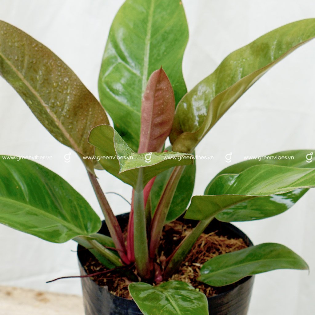 Cây Trầu Bà Đế Vương Đỏ