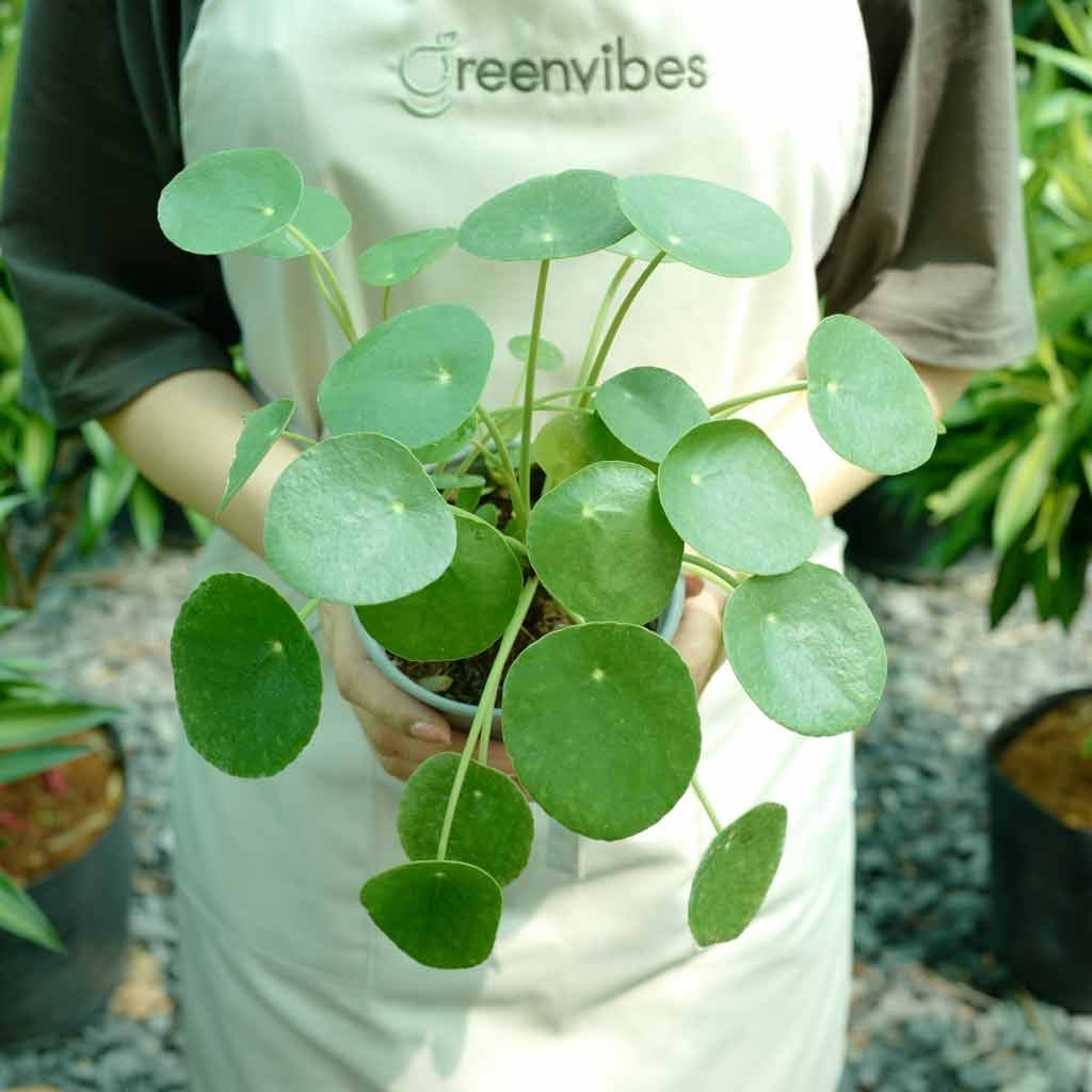 Cây Cỏ Gương (Cao 10 -15cm)