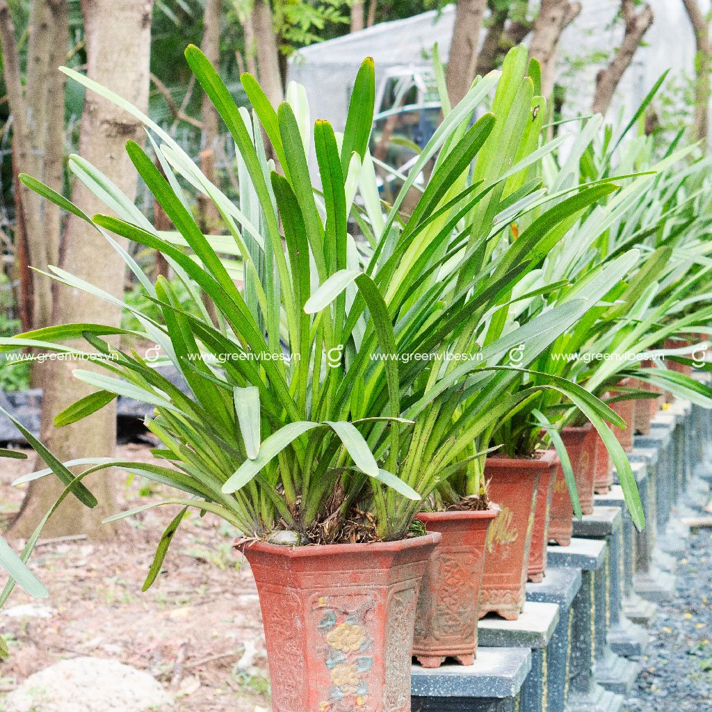 Lan Kiếm Tiên Vũ 01