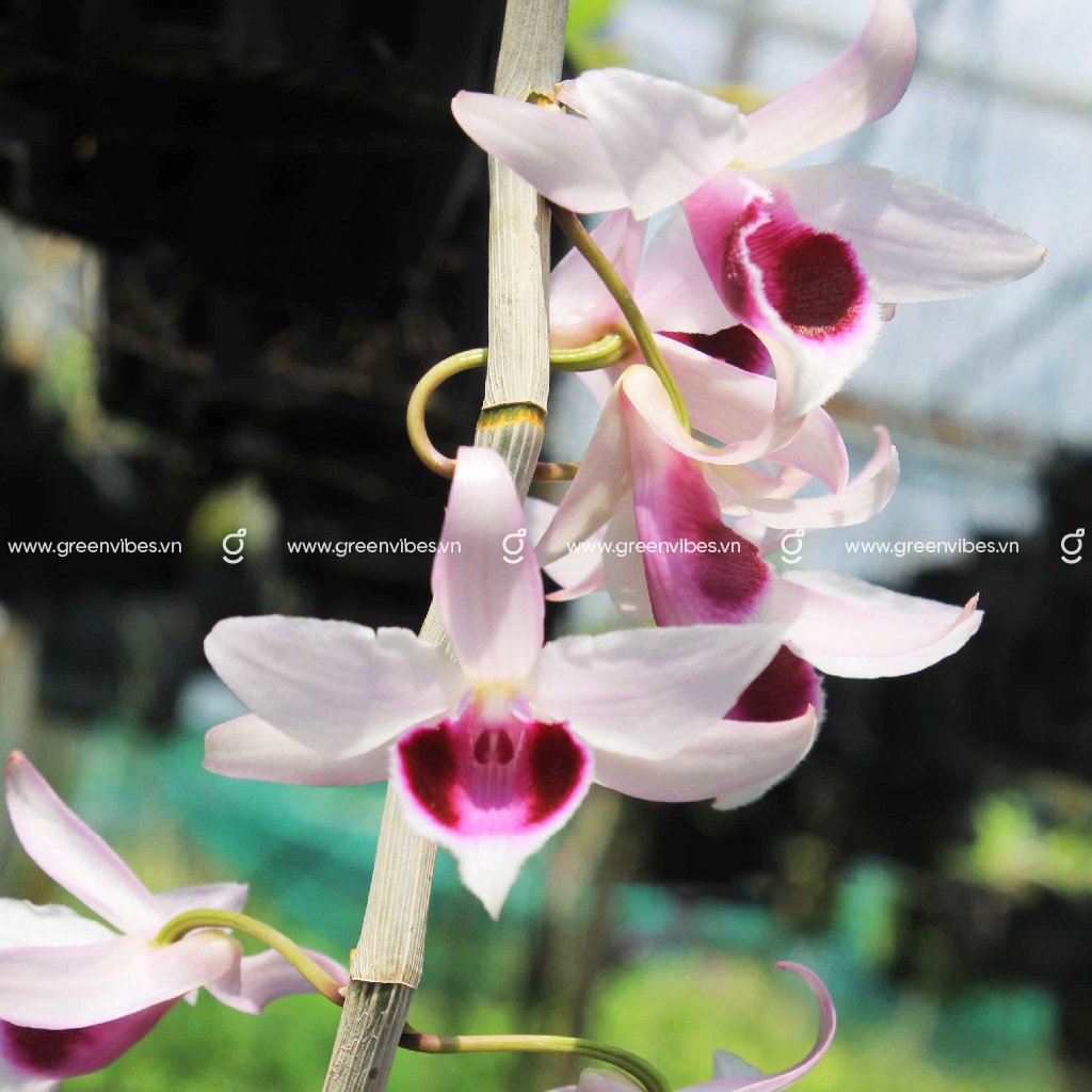 Lan phi điệp – MS 106002 – Cao 20-30 cm Chậu Đất Nung