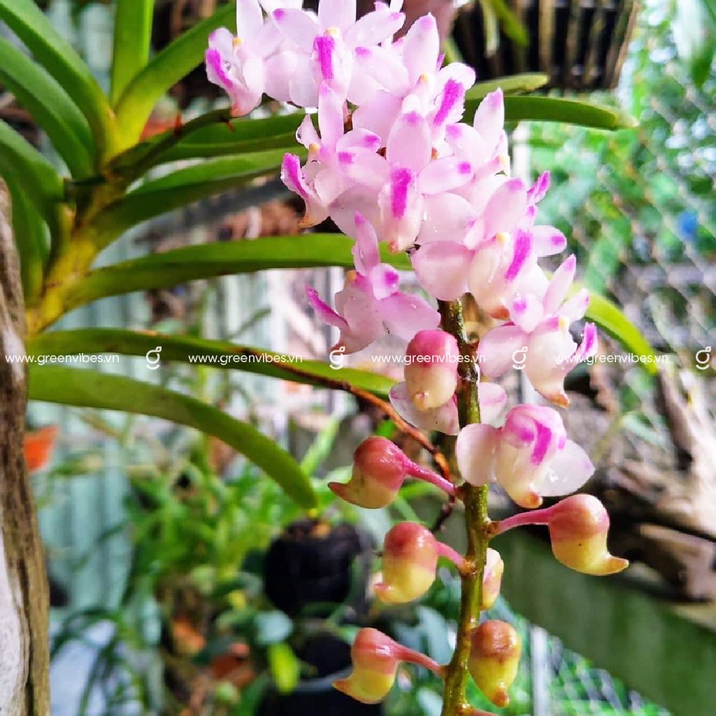 Lan Hồng Nhạn – MS 105002 – Cao 40 cm Ngang 30-40 cm