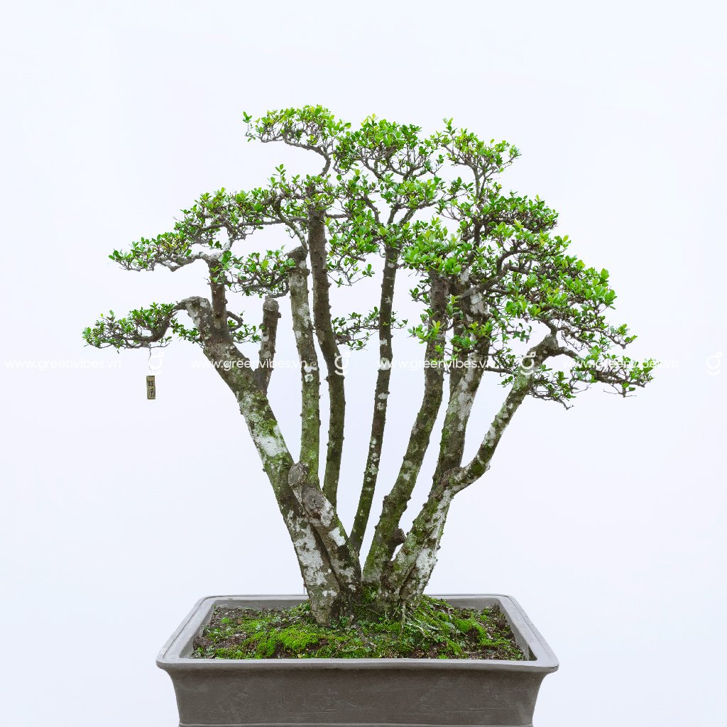 Bonsai Hải Châu 71569