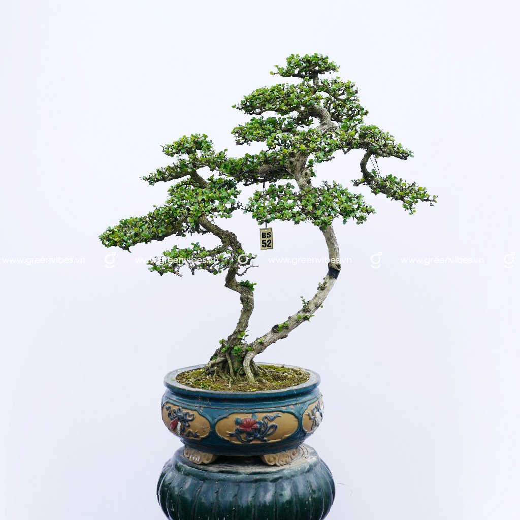 Bonsai Sâm Núi – 70529