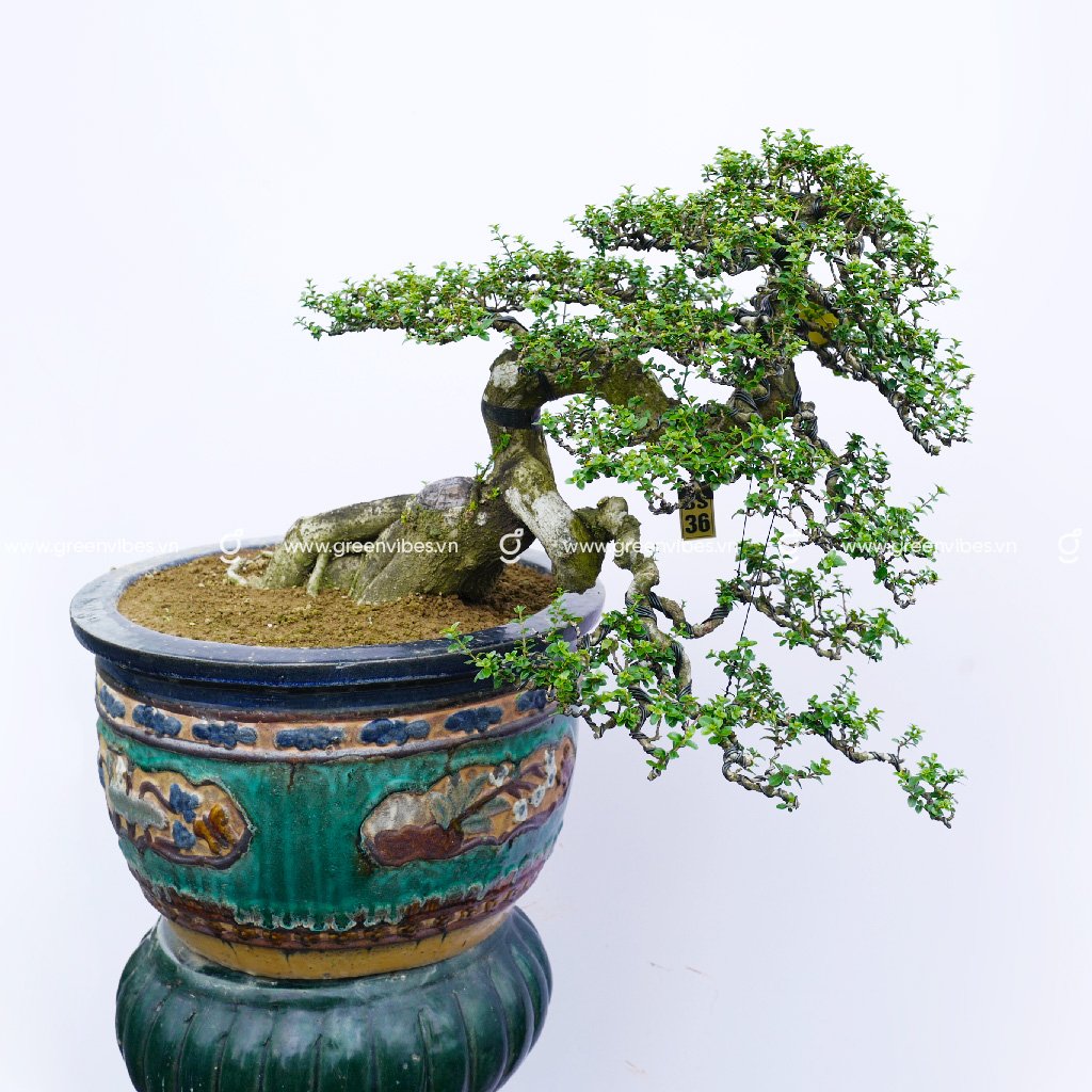 Bonsai Sâm Hương – 70369
