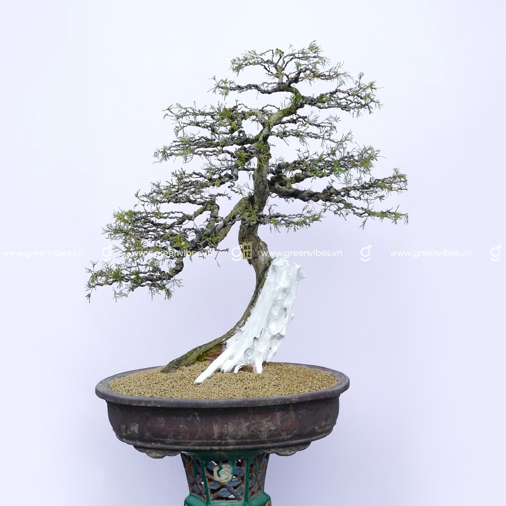 Bonsai Cây Tùng – 70129