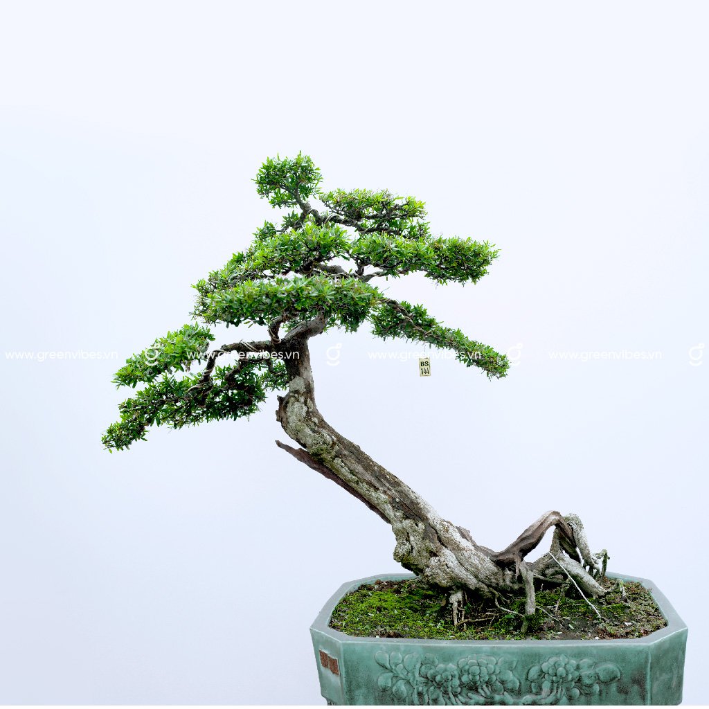 Bonsai Linh Sam –  71449