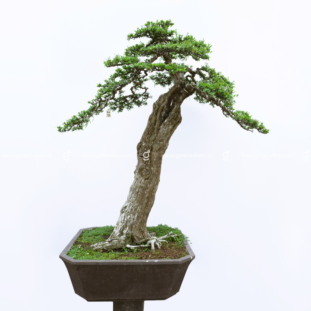 Bonsai Linh Sam 13 – 71349