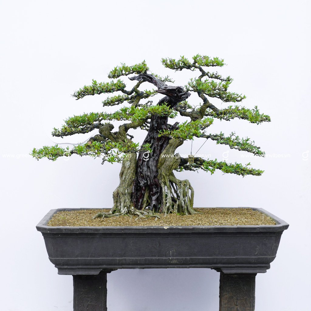 Bonsai Linh Sam 12 – 71239