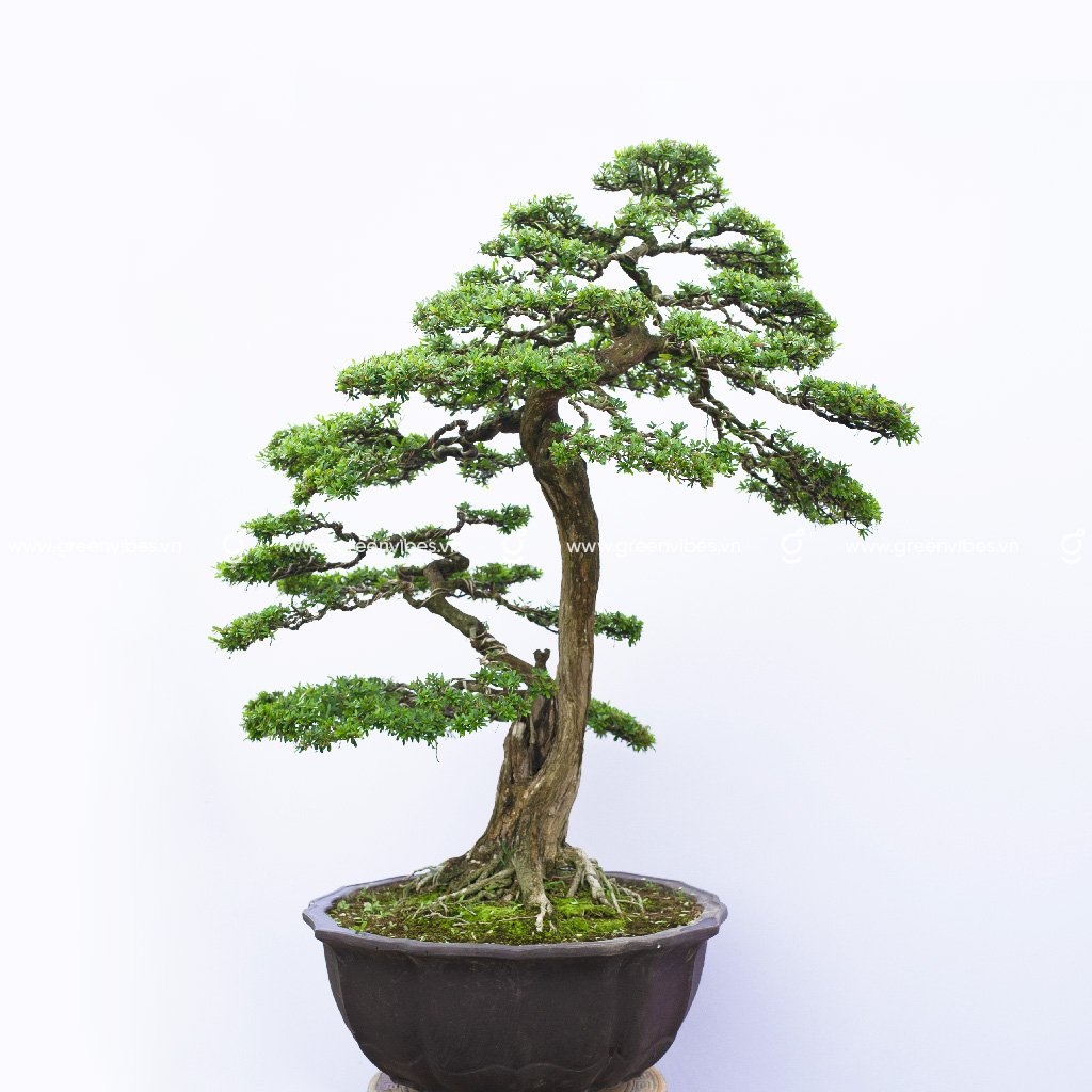 Bonsai Linh Sam 11 – 71189