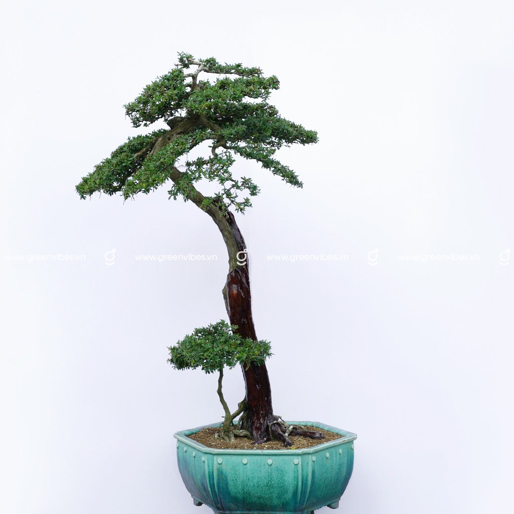 Bonsai Linh Sam – 71159