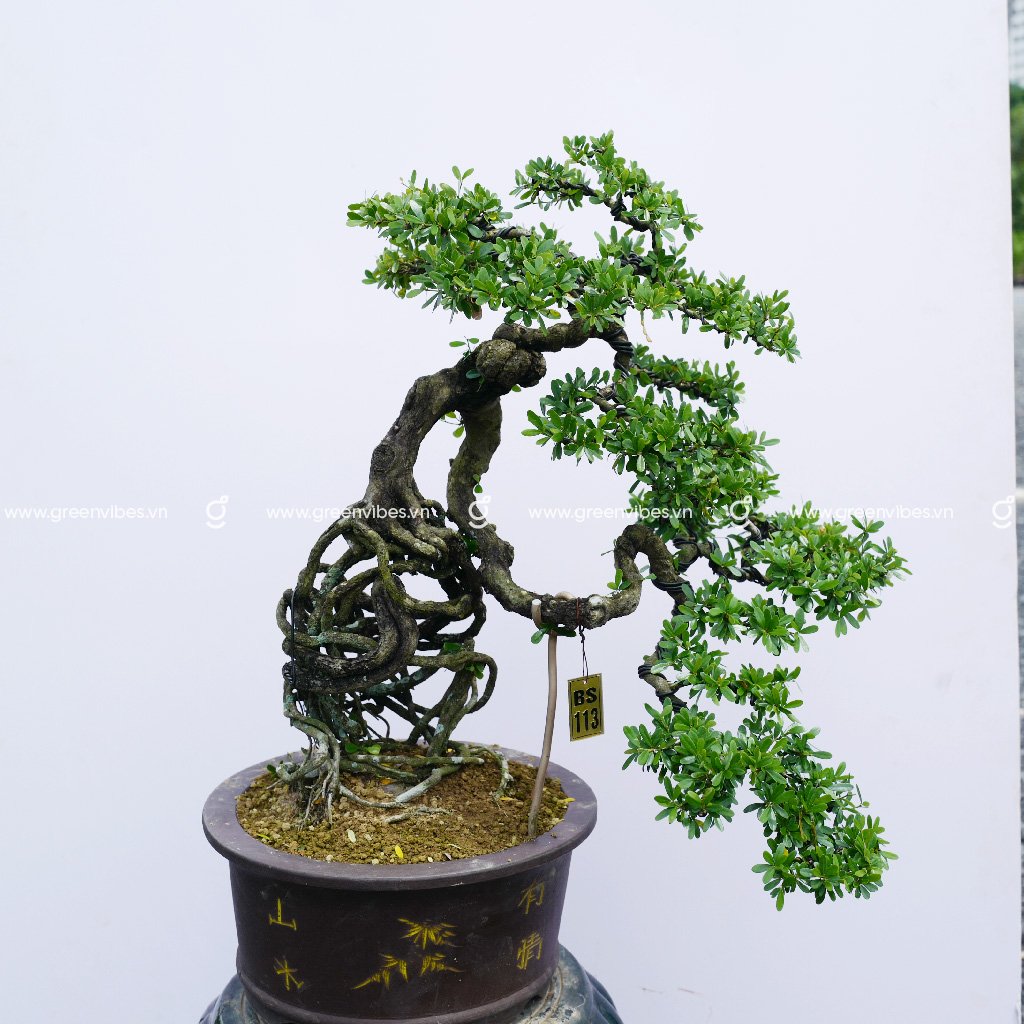 Bonsai Linh Sam – 71139