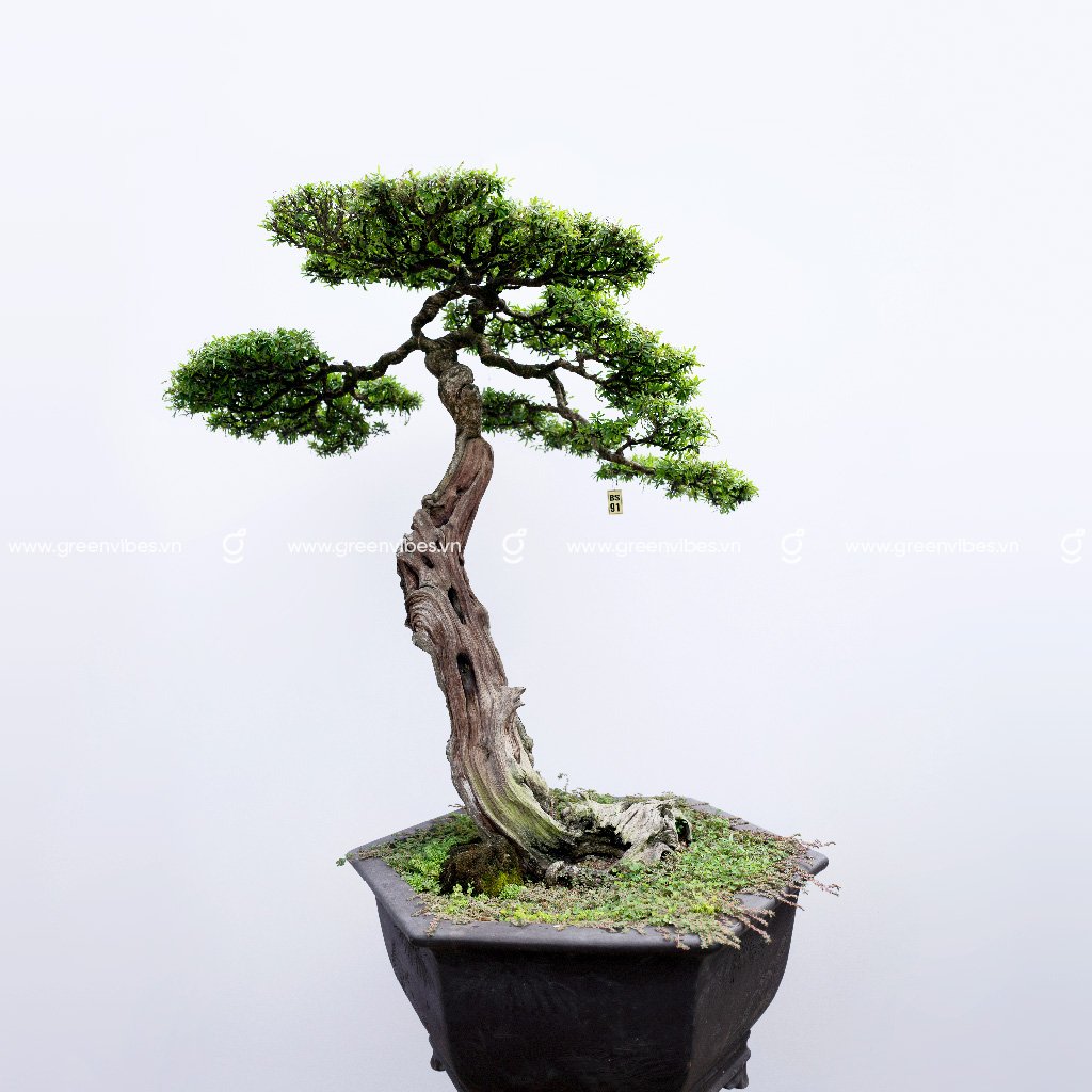 Bonsai Linh Sam – 70919