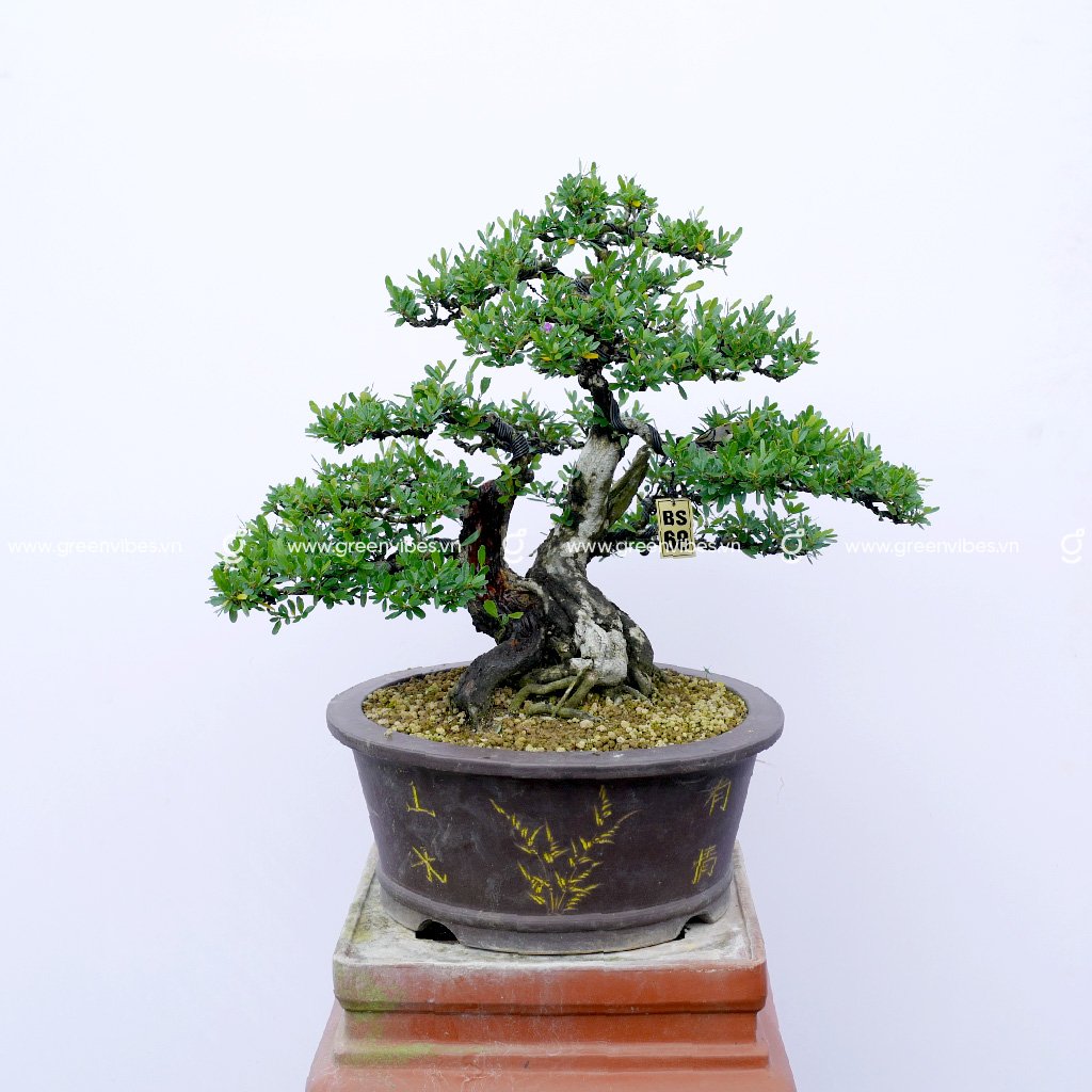 Bonsai Linh Sam – 70689