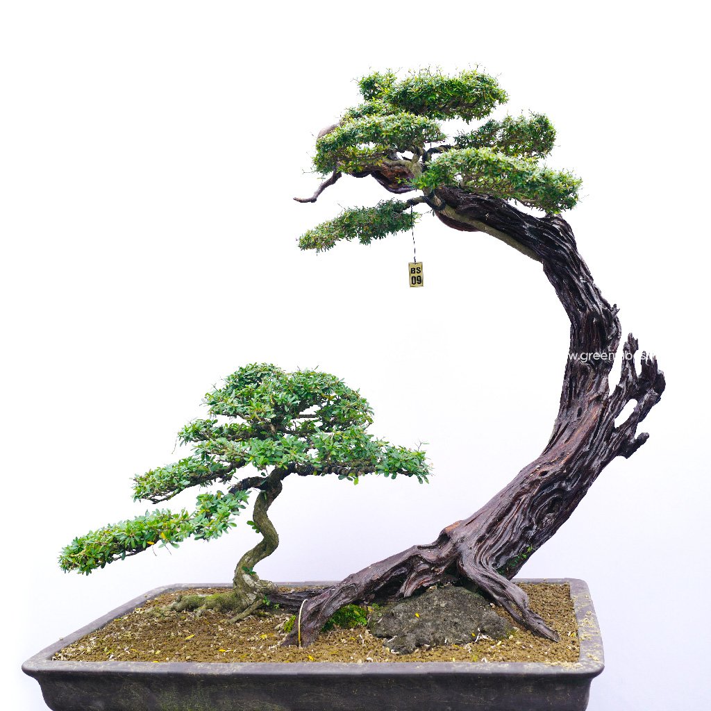 Bonsai Linh Sam – 70099
