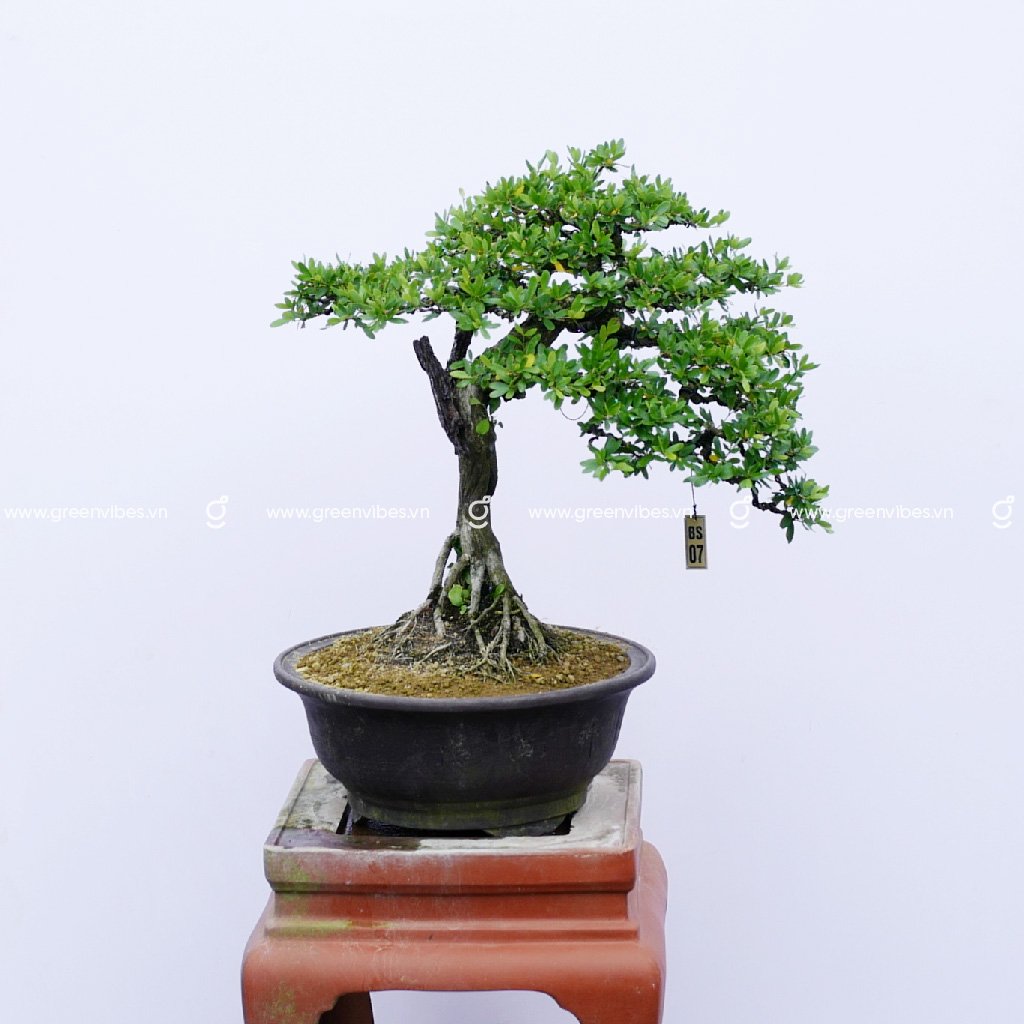 Bonsai Linh Sam – 70079