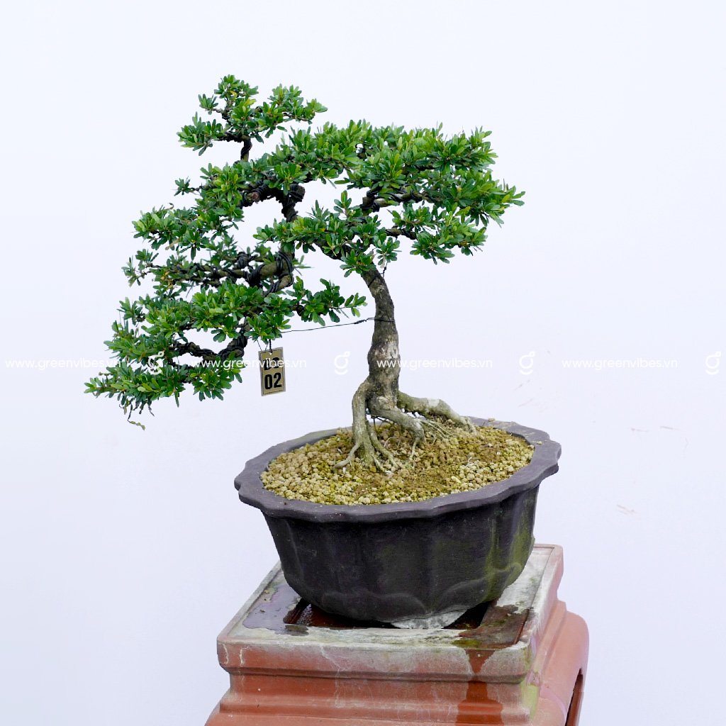 Bonsai Linh Sam – 70029