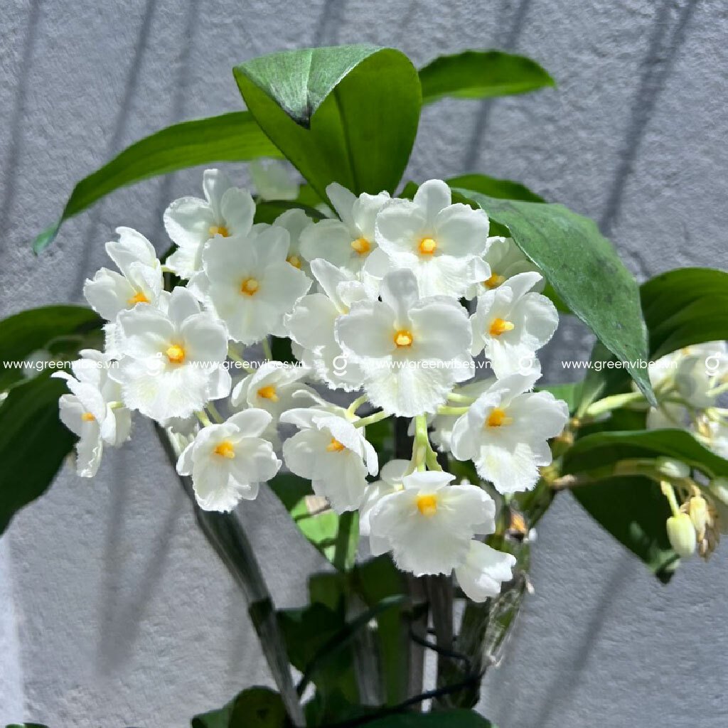 Lan Thủy Tiên Hoa Trắng Tuyền – MS 110002 – Cao 30 cm  Ngang 22cm