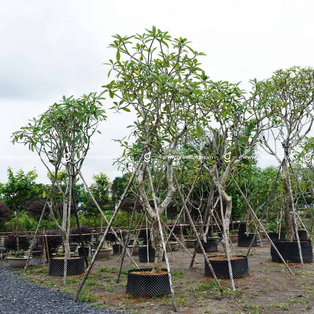 Cây Sứ Hồng 3-3.5m