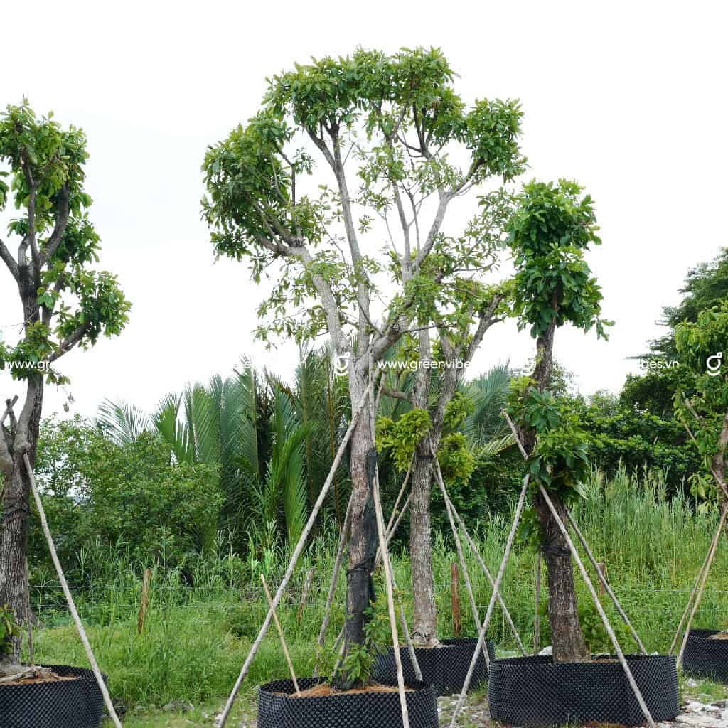 Cây Lộc Vừng lớn 4m