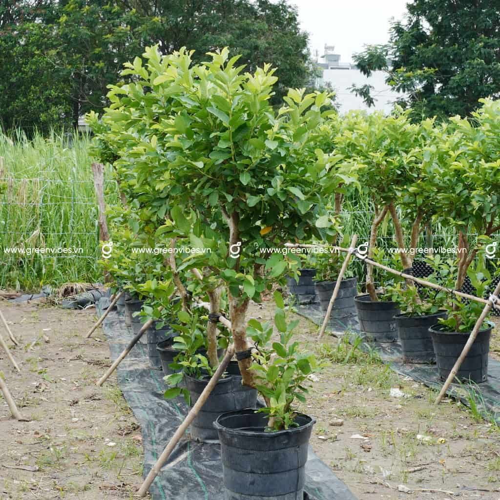Cây Ổi 1.6-1.8m