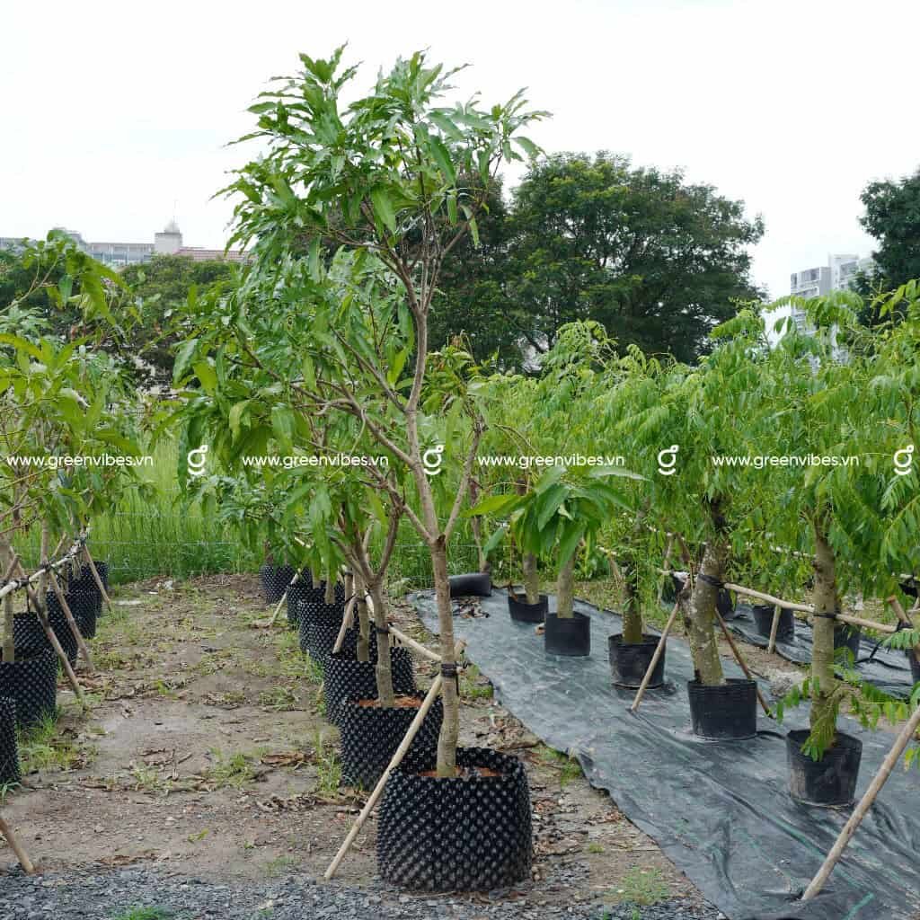 Cây Xoài cát Hòa Lộc 2-2.2m